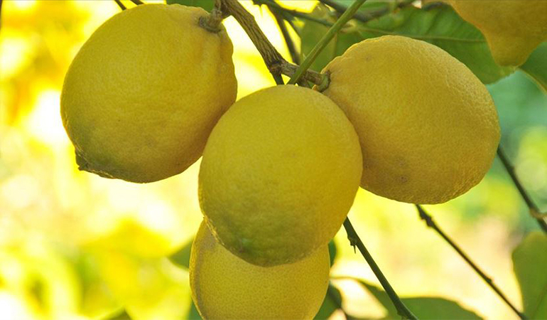 Limon fiyatlarında bahçe-market uçurumu!