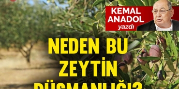 anadol-zeytin