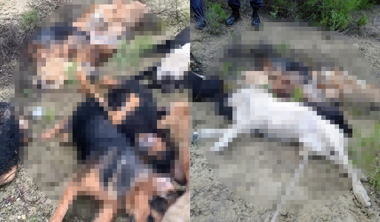 Bilecik’teki köpek katliamından ‘belediye çalışanları’ çıktı