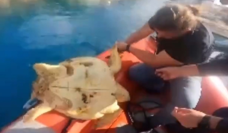 Misinaya takılan deniz kaplumbağası kurtarıldı