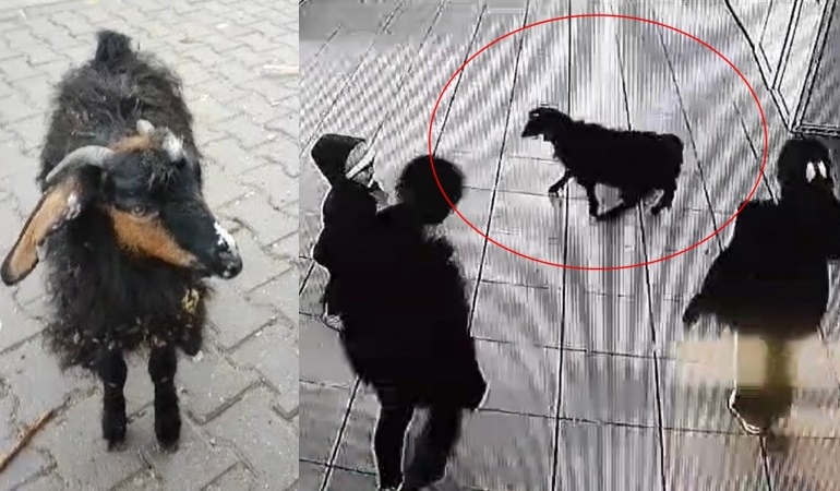 Şırnak’ta okula giren keçi kamerada