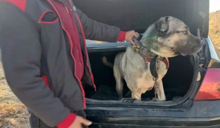 Ankara’da sokak köpeklerinin saldırdığı çocuk ağır yaralandı