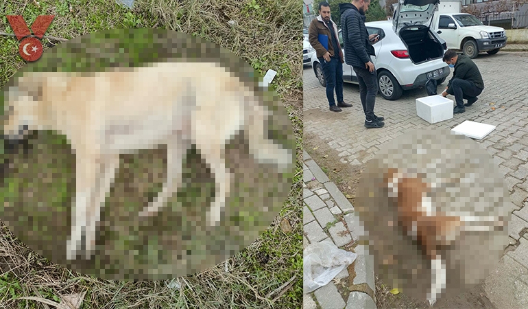 Aydın’da katliam büyüyor… Zehirlenen köpek sayısı arttı, ölü tilkiler bulundu