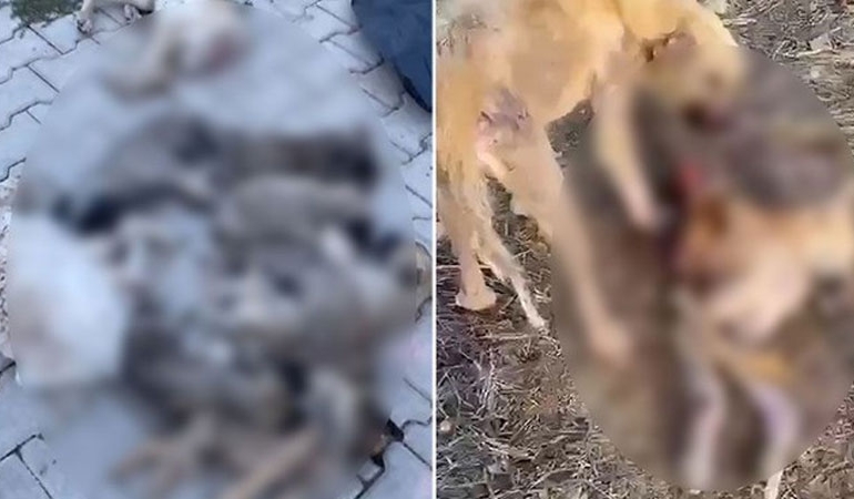 AKP’li belediyeye ait barınakta köpek katliamı… ‘Açlıktan birbirlerini yediler’