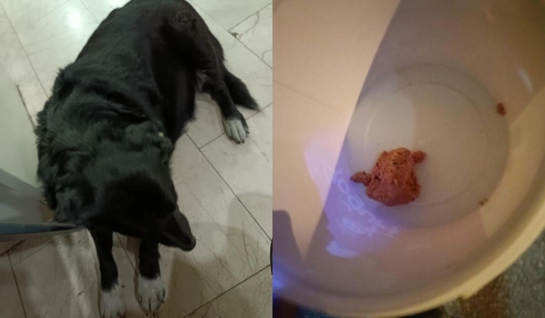 Çiğli’de hayvan katliamı: 13 köpek zehirlendi