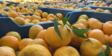 mandalina