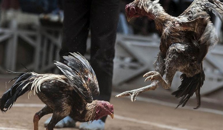 Osmaniye’de horoz dövüştüren 94 kişiye para cezası