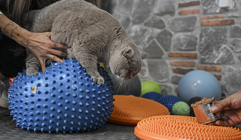 Obez kedi ‘Şiraz’ pilates yaparak ve yüzerek zayıflıyor