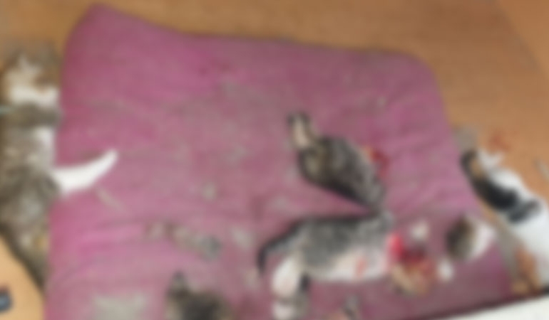 Ankara’da 6 yavru kedi, pati ve başları kesilmiş halde bulundu