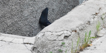 sivas-gorme-engelli