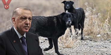 erdogan-kopek