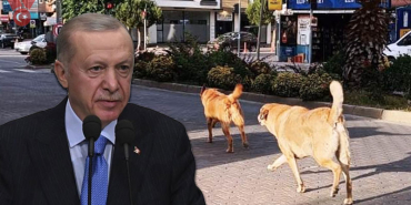 erdogan-sokak-hayvanlari