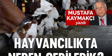 hayvan-kapak