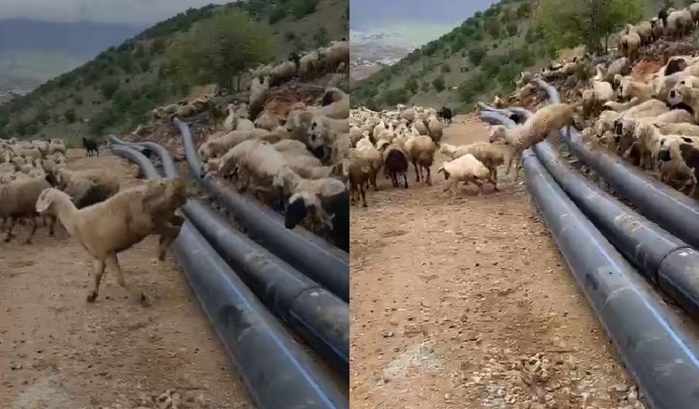 Siyanür saçan maden köylüyü hayvancılıktan da etti!