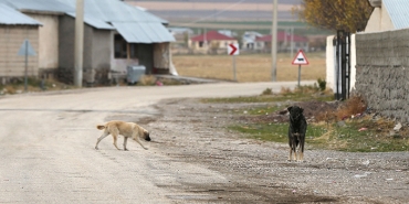 sokak-kopegi