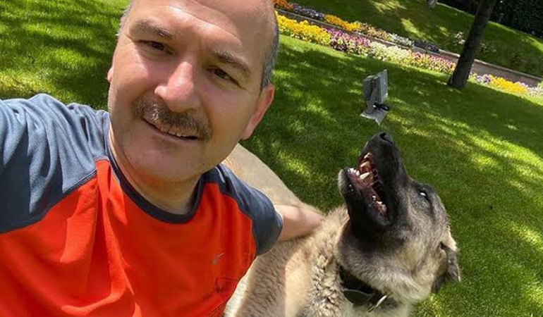 Süleyman Soylu’dan ‘sokak hayvanları’ itirazı