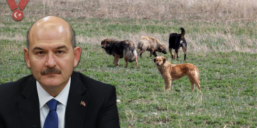 soylu-kopek