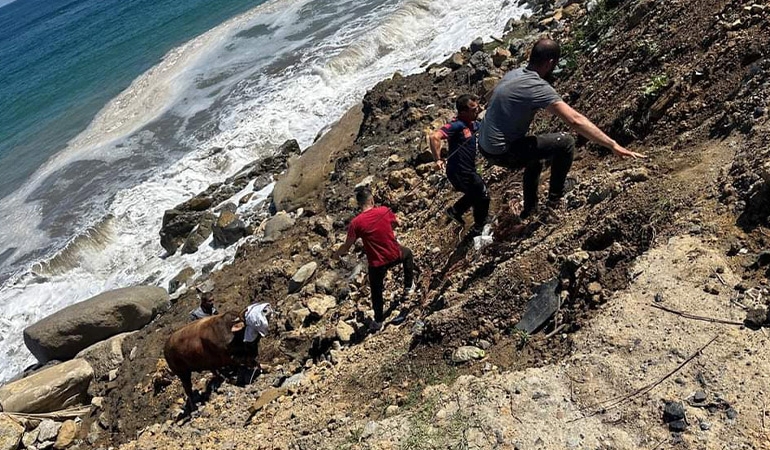 Kesime getirildiği sırada denize kaçan boğa 200 metre yüzdü