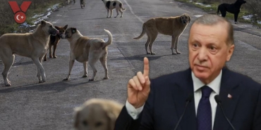 erdogan-kpek