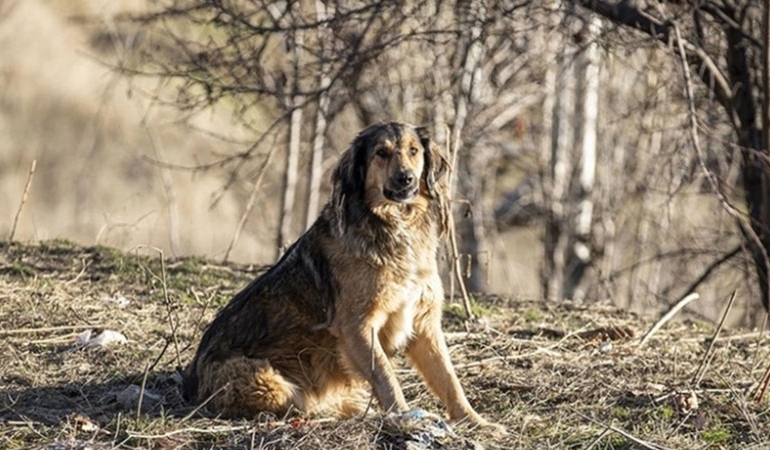 Ankara’ya getirilen hasta köpeklere ne oldu?