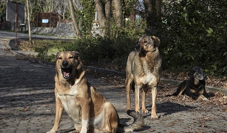 AYM’den ‘sokak hayvanları’ kararı
