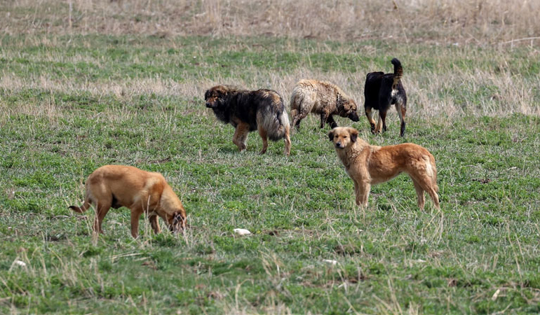 İstanbul Valiliği’nden belediyelere ‘sokak köpeği’ talimatı