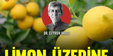 limon-kapak