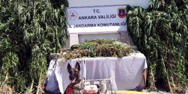 narko-kapak