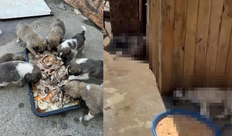 Ankara’da 5 köpek ölü bulundu
