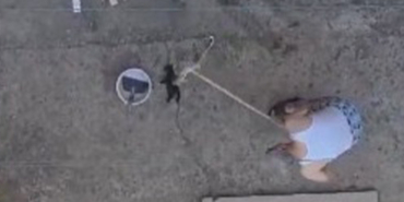 kedi