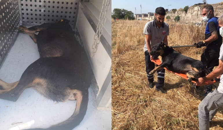 Fatih’te 1 kişinin öldüğü saldırı sonrası sokak köpekleri toplanıyor