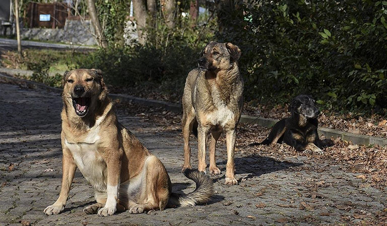 Bolu’da 3 köpek ölü bulundu: İğneyle uyutulmuşlar