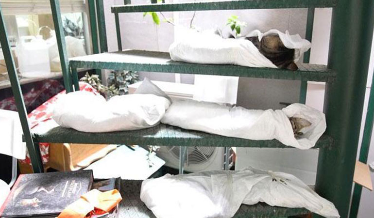 Kadıköy’de hayvan katliamı: 25 kedi ve köpek zehirle öldürüldü!