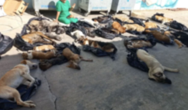 Gebze’de köpek katliamına soruşturma… Belediyeden açıklama geldi