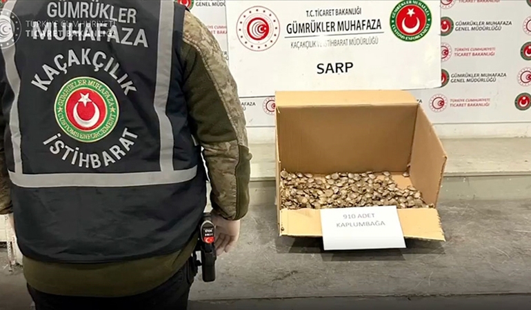 Sarp Gümrük Kapısı’nda 910 su kaplumbağası ele geçirildi