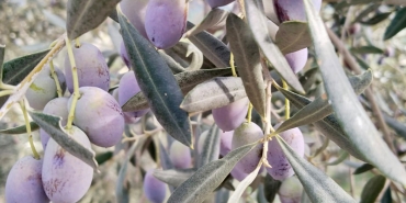 zeytin-one
