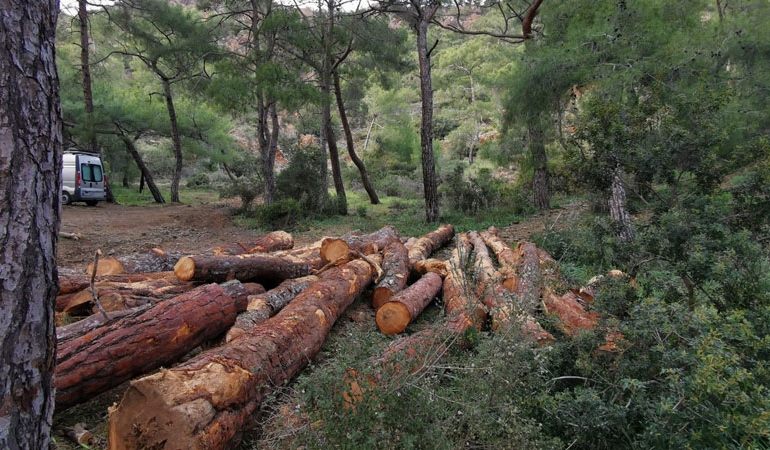 Milli parktaki ağaçlar neden kesiliyor?