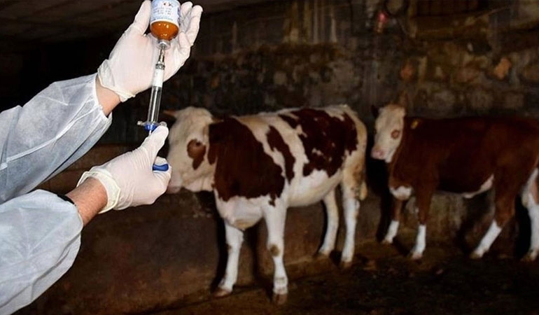 DMM’den ‘şap hastalığı’ açıklaması