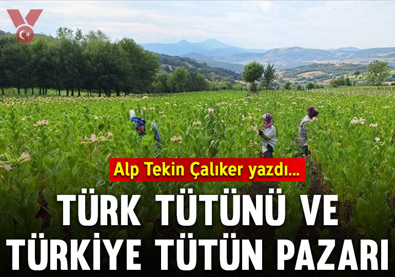 Türk tütünü ve Türkiye tütün pazarı