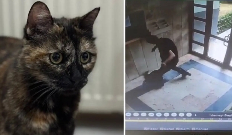 Kedi Cezve’nin katilinin cezası belli oldu