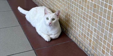 kedi