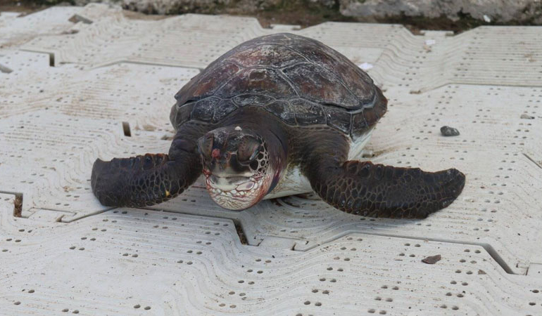 Marmaris’te ölü caretta caretta yavrusu bulundu: Boyun bölgesinde darbe izleri