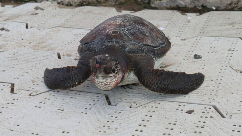 Marmaris’te ölü caretta caretta yavrusu bulundu: B