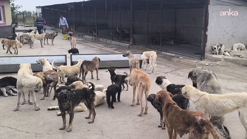 3 belediye başkanına ‘sokak hayvanları’ için soruşturma ve inceleme izni