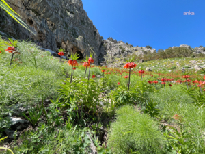 Tunceli’de endemik ters laleler ziyaretçiler nedeniyle tehli