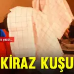 ozsevikpk